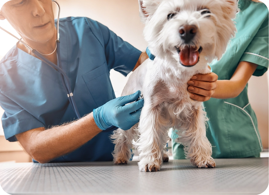 Veterinarian examining dog